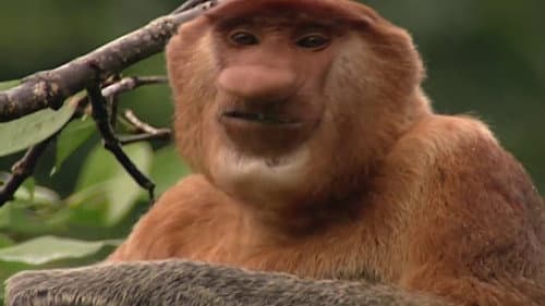 Clown of the Jungle: The Proboscis Monkey of Borneo Bild 1