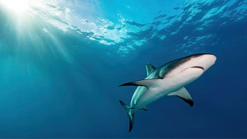 Unsere Ozeane Bild 8