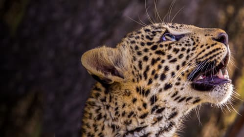 Der Leopard mit den Jade-Augen Bild 6