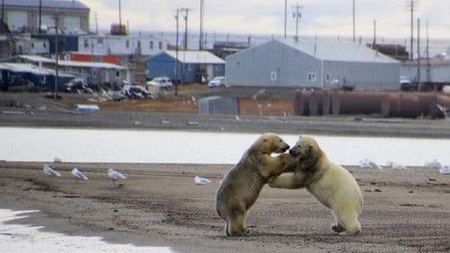 The Great Polar Bear Feast Bild 1