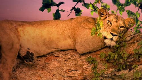 Wildes Uganda Bild 2