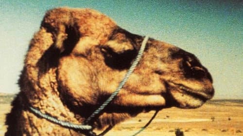 Lettre d'un cinéaste à sa fille Bild 1