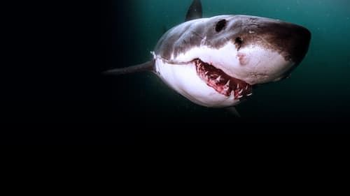 Haie - Die ultimativen Jäger Bild 3