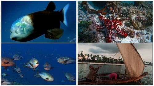 Die Ozeane: Geheimnisse der Weltmeere Bild 1