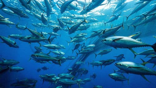 Thunfisch - Der bedrohte Jäger Bild 1