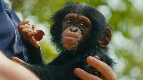 Baby Chimp Rescue Bild 5