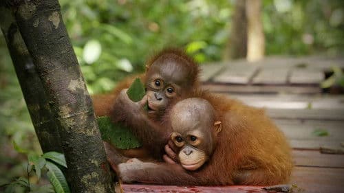 Red Ape: Saving the Orangutan Bild 2