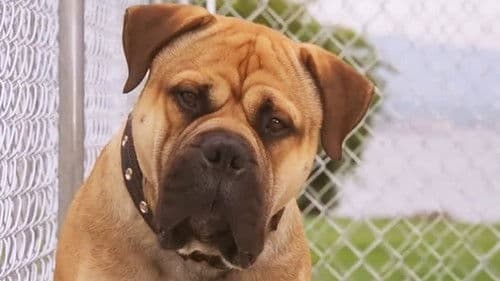 Spot - Ein Hund auf Abwegen Bild 2