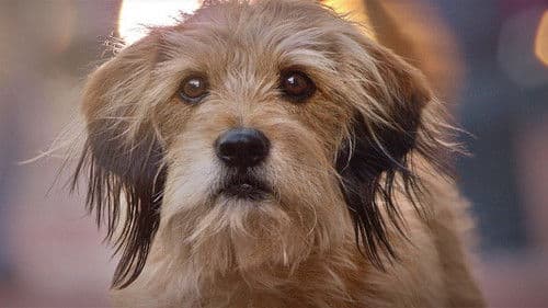 Benji - Auf heißer Fährte Bild 1