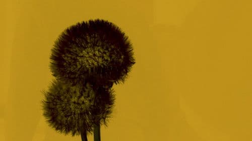 Cuota No Mortuoria Bild 1