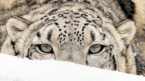 Himalaya - Heimat der Schneeleoparden Bild 1