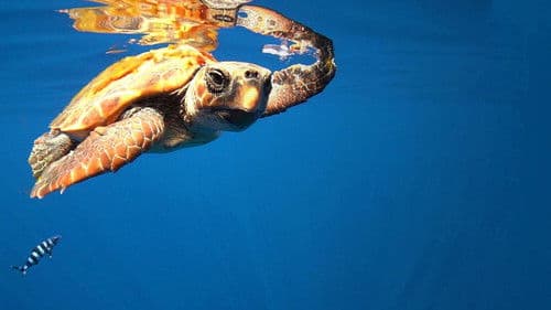 Die Kanarischen Inseln Bild 2