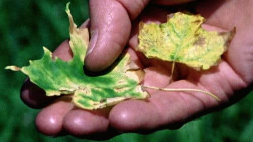 Trouble in the Forest Bild 1