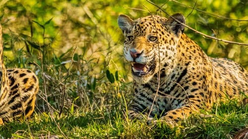 Jaguar vs. Krokodil Bild 5