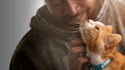 Pets Bild 6