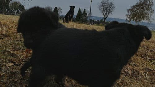 Призори из живота џукца Bild 6