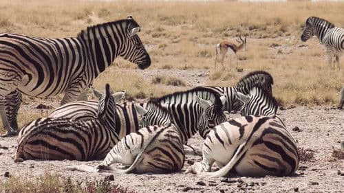 Hot Life: Africa Bild 3