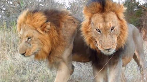 Cecil: The Legacy of a King Bild 2