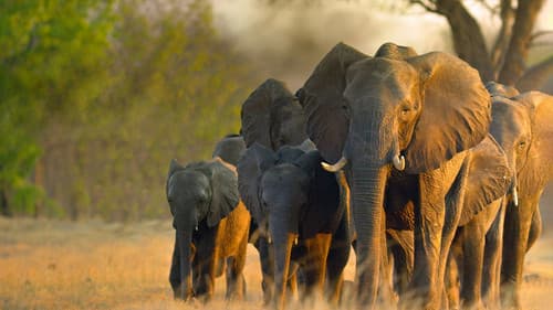 In den Fußstapfen von Elefanten Bild 7