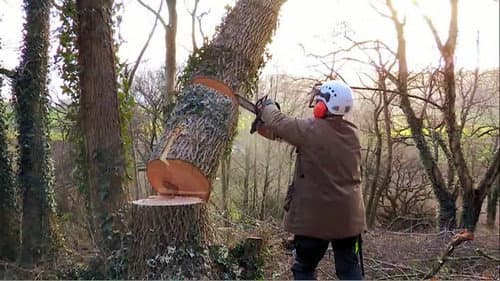 Tales From The Wild Wood Bild 1