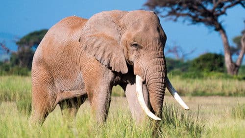 Vieillir dans la nature Bild 1