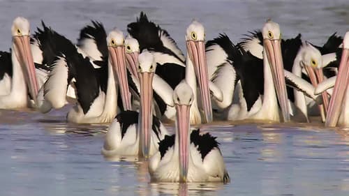 Die Reise der Pelikane - Australiens Outback-Wunder Bild 1