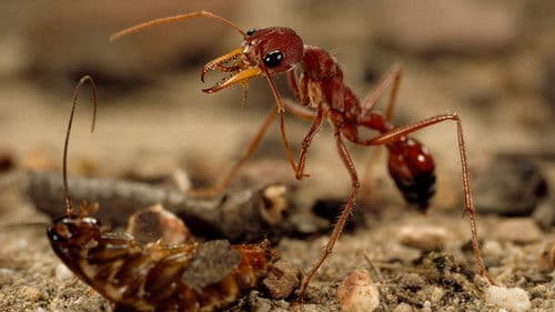 Bite, Sting, Kill Bild 1