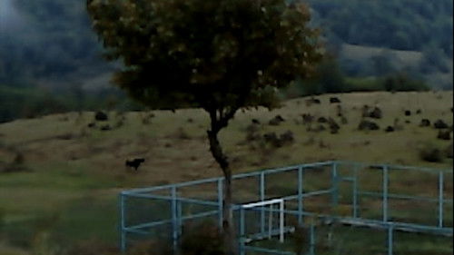 ხმელი ფოთოლი Bild 1