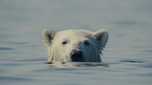Nuisance Bear Bild 2