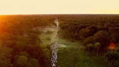 Pantanal: A Boa Inocência de Nossas Origens Bild 1