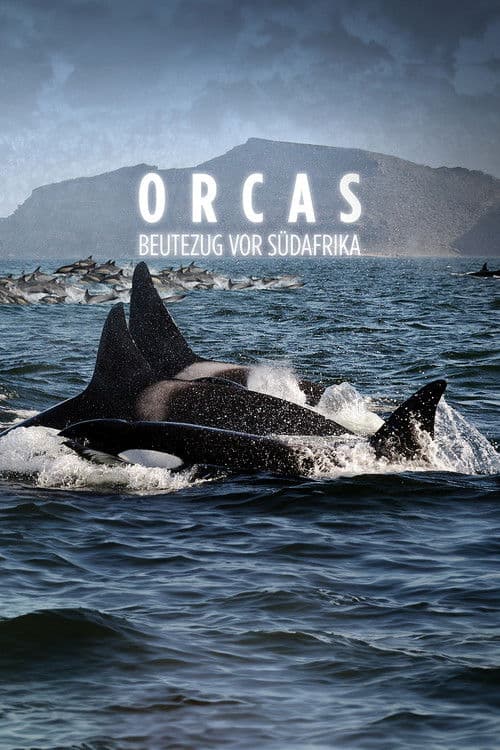 Orcas Beutezug vor Südafrika