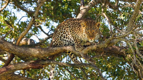 Die Leopardin Bild 4