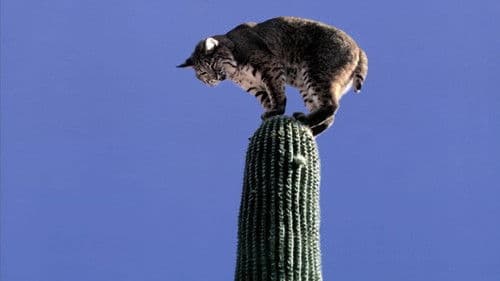 Die Wüste lebt Bild 7