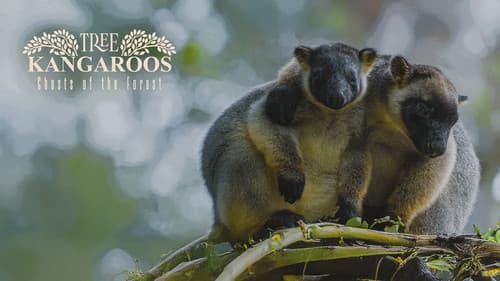 Baumkängurus im australischen Regenwald Bild 1