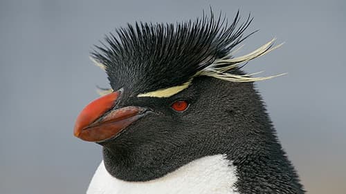 Albatros et gorfou, une fable australe Bild 3