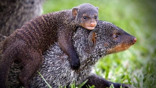 Banded Brothers Bild 1