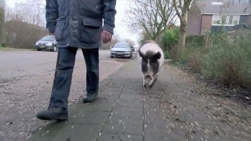 Goddelijk Varken Bild 1