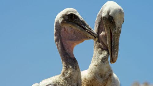 Der wilde Pazifik - Die Schönheit des Lebens Bild 1