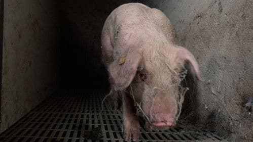 Food for Profit Bild 2