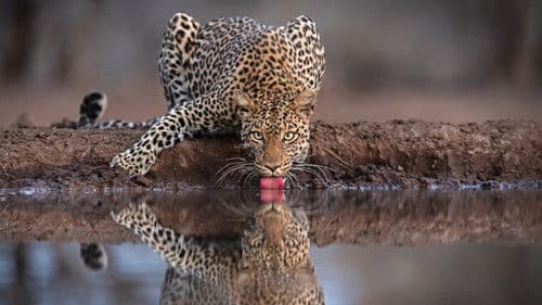 Mashatu: Land der Leoparden Bild 1