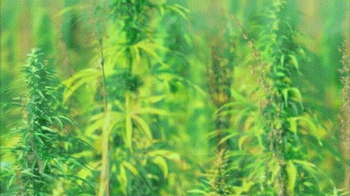 Verão-da-Lata na Era Paleozoica Bild 1