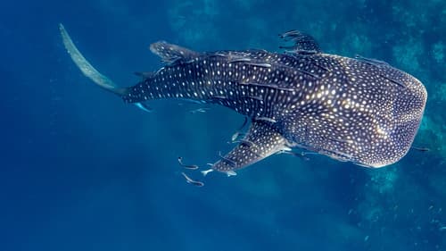 50 Shades of Sharks Bild 7