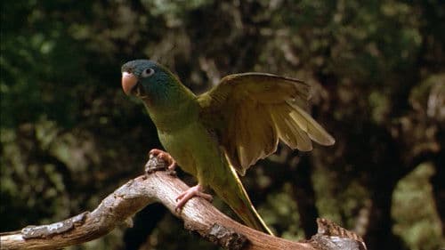 Paulie - Ein Plappermaul macht seinen Weg Bild 3