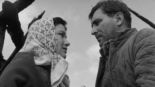 Pieseň o sivom holubovi Bild 4