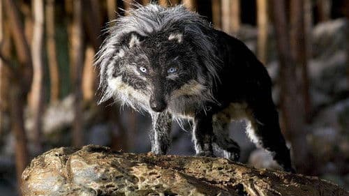 Peter und der Wolf Bild 6