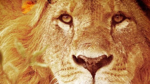 Predators Up Close with Joel Lambert Bild 1