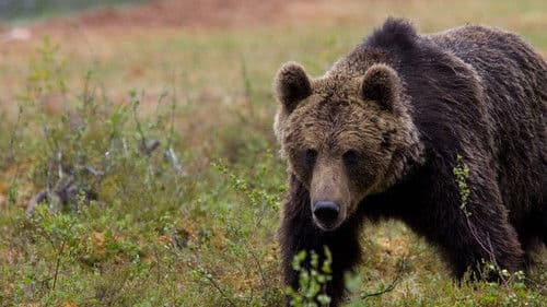 The Nature of Things Bild 5