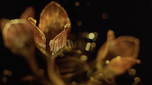 銀座ネオン街　女の絶頂 Bild 7