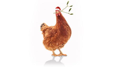 Feather Christmas Bild 2