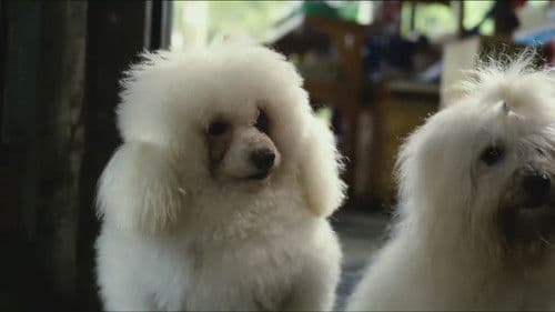 มะหมา 2 Bild 2